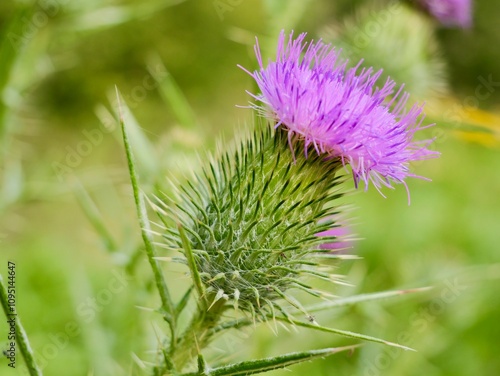 The spear thistle flowers (Cirsium vulgare), also bull thistle, or common thistle. A species of the Asteraceae genus, an invasive weed in some regions photo