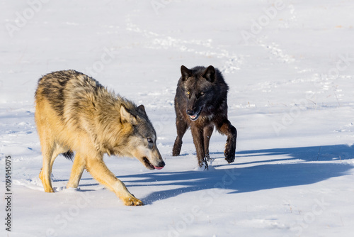 Obraz na płótnie Grey Wolf (Canis lupus) Walks Past Packmate Licking Nose Winter w salonie