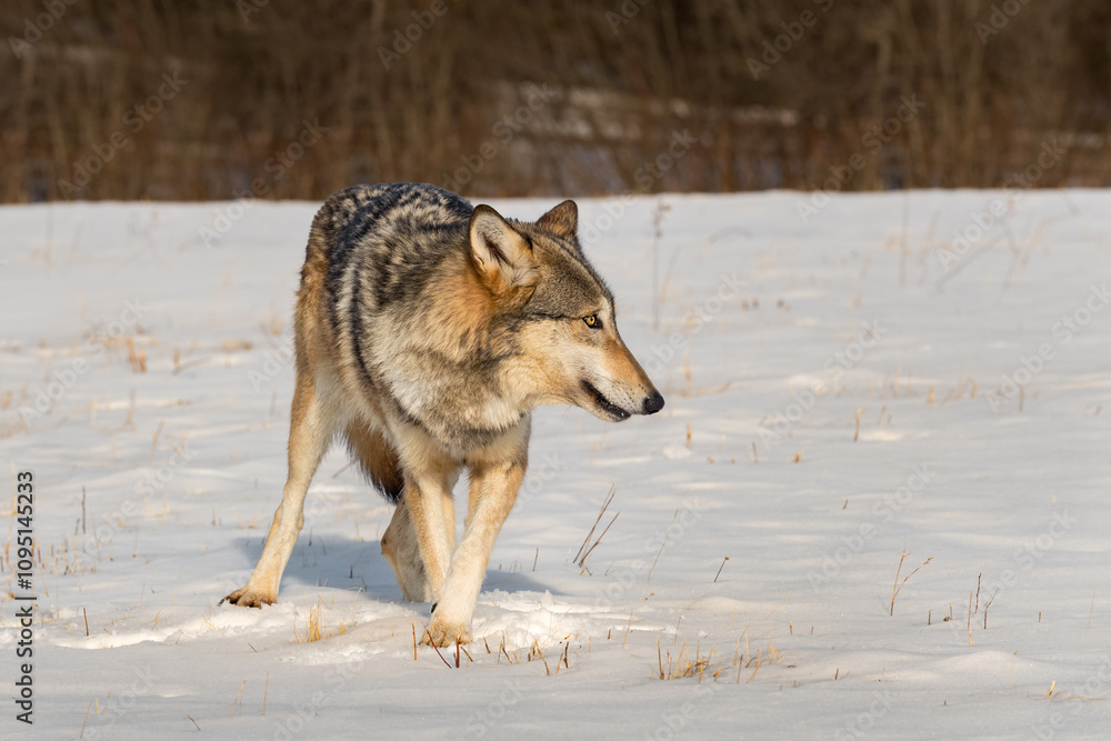 Grey Wolf (Canis lupus) Looks Right While Walking Left Winter