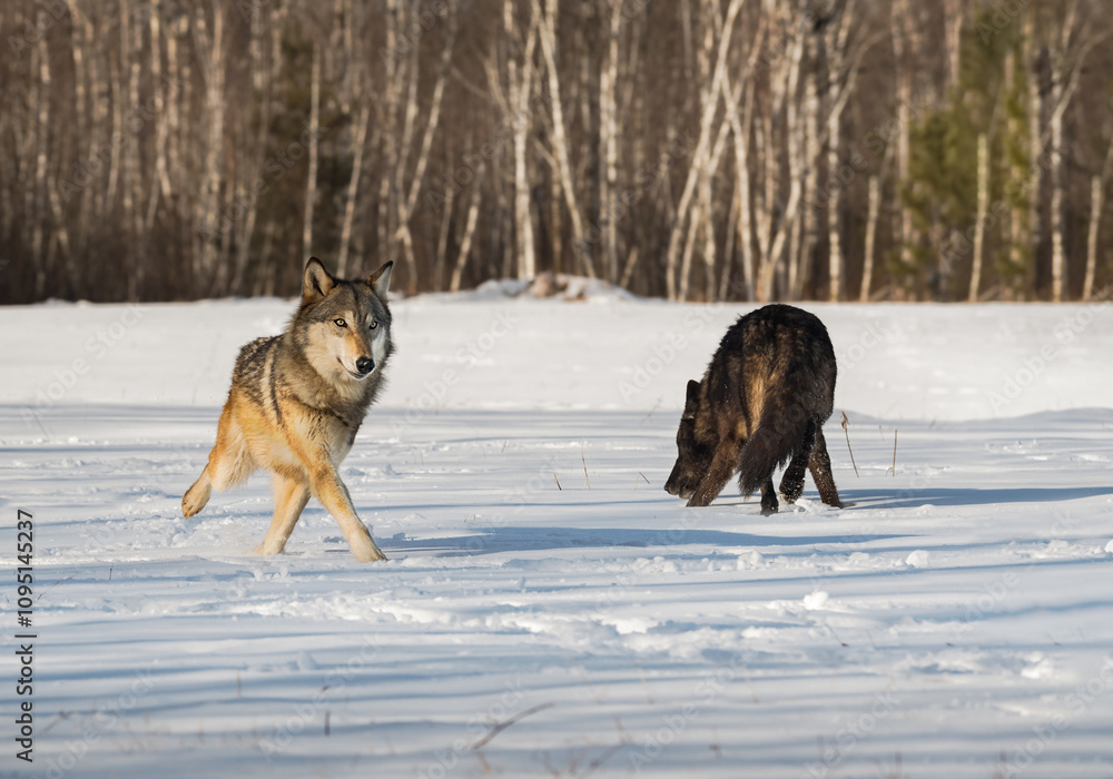 Grey Wolf (Canis lupus) Trots Right Past Sniffing Packmate Winter