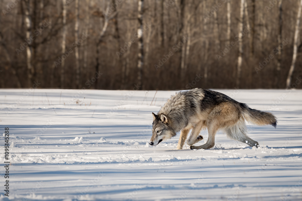 Grey Wolf (Canis lupus) Trots Left in Snowy Field Nose Down Winter