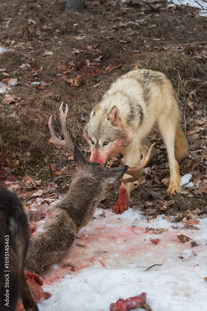 Light Colored Grey Wolf (Canis lupus) Pull Deer by Nose Away from Black Phase Wolf Winter