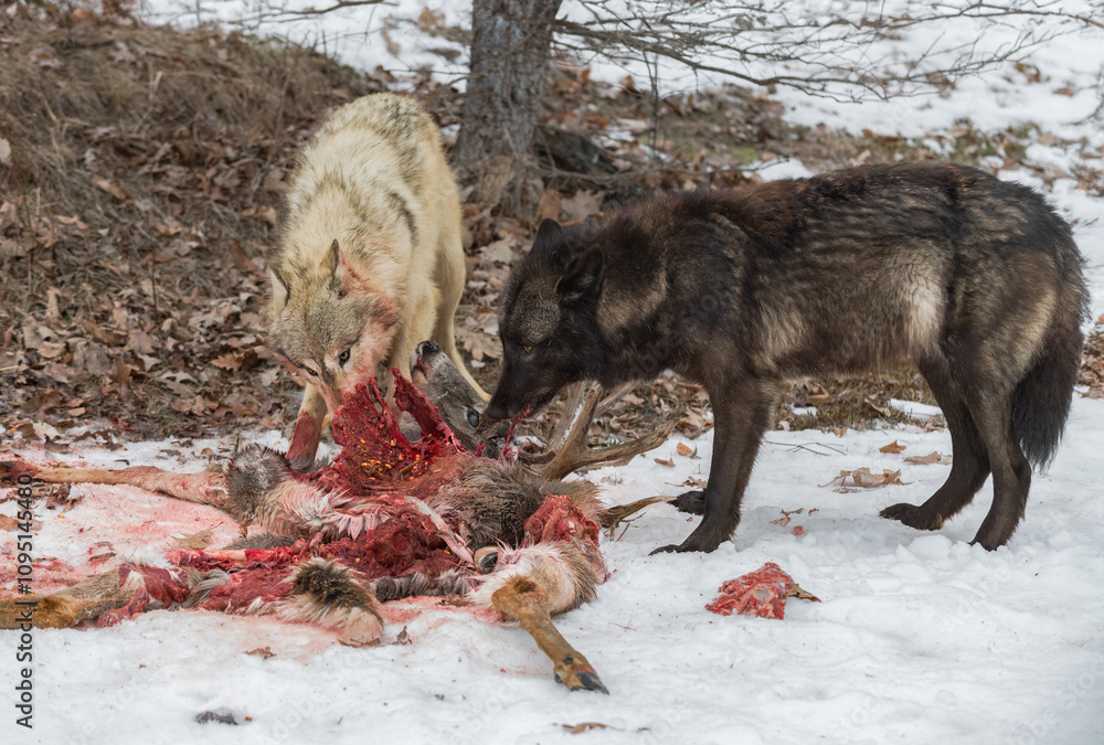 Light Grey Wolf (Canis lupus) and Black-Phase Feed at Remains of White-Tail Deer Winter