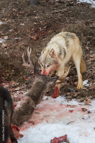 Obraz na płótnie Light Colored Grey Wolf (Canis lupus) Pull Deer by Nose Away from Black Phase Wolf Winter w salonie