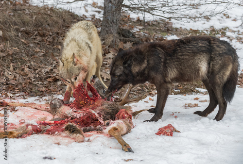 Obraz na płótnie Light Grey Wolf (Canis lupus) and Black-Phase Feed at Remains of White-Tail Deer Winter w salonie