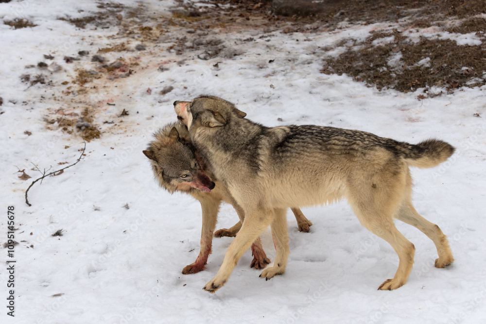 Bloody Grey Wolf (Canis lupus) Lays Ears Back at Over Eager Yearling Winter