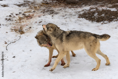 Obraz na płótnie Bloody Grey Wolf (Canis lupus) Lays Ears Back at Over Eager Yearling Winter w salonie