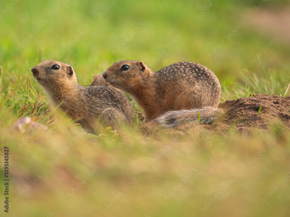 Two young prairie dogs sitting on a grassy lawn Two young prairie dogs sitting on a grassy lawn