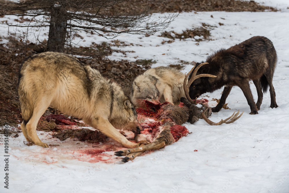 Three Grey Wolves (Canis lupus) Feed at What Remains of Body of White-Tail Deer Winter