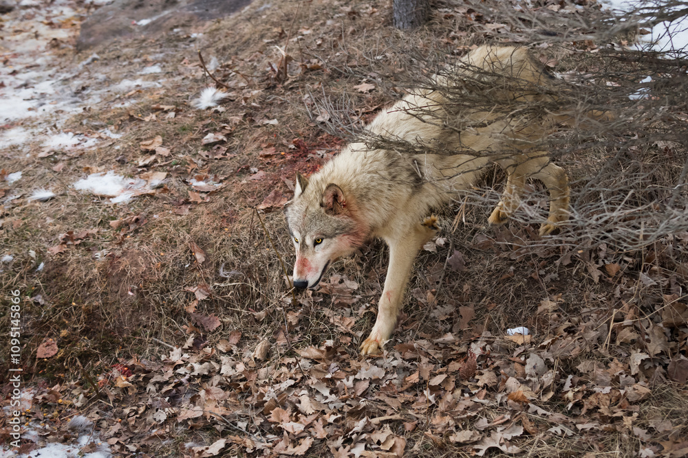 Grey Wolf (Canis lupus) Steps Out From Under Tree Blood on Face Winter