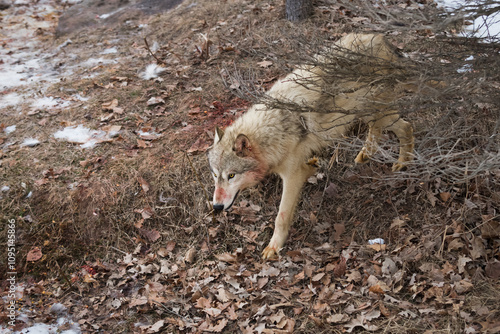 Obraz na płótnie Grey Wolf (Canis lupus) Steps Out From Under Tree Blood on Face Winter w salonie