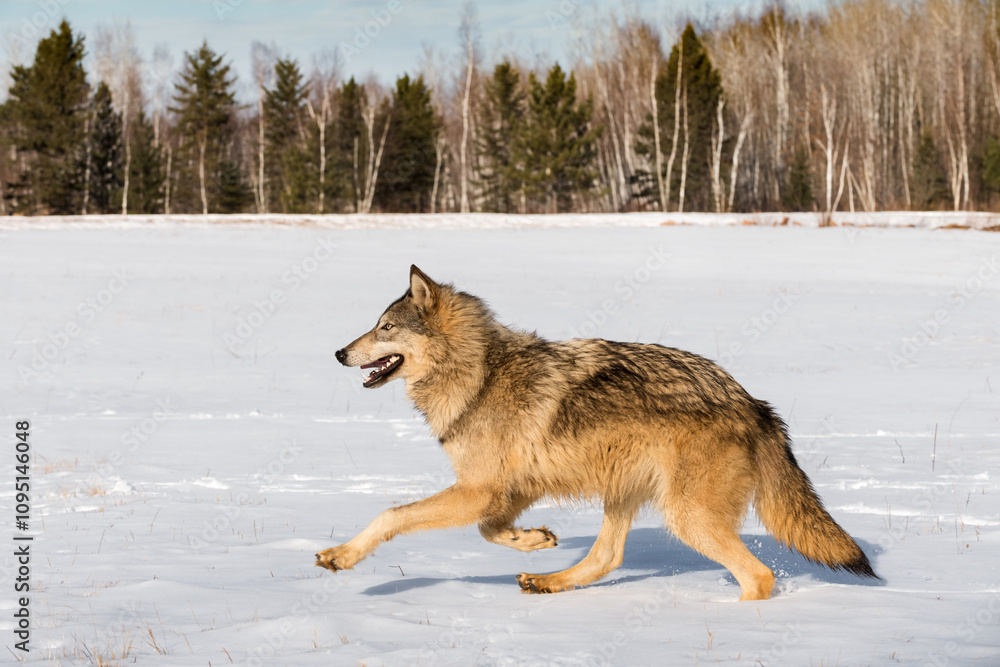 Grey Wolf (Canis lupus) Lopes Left Mouth Open Winter