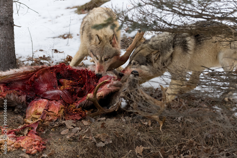 Grey Wolves (Canis lupus) Tug On Disemboweled White-Tail Deer Kill Winter