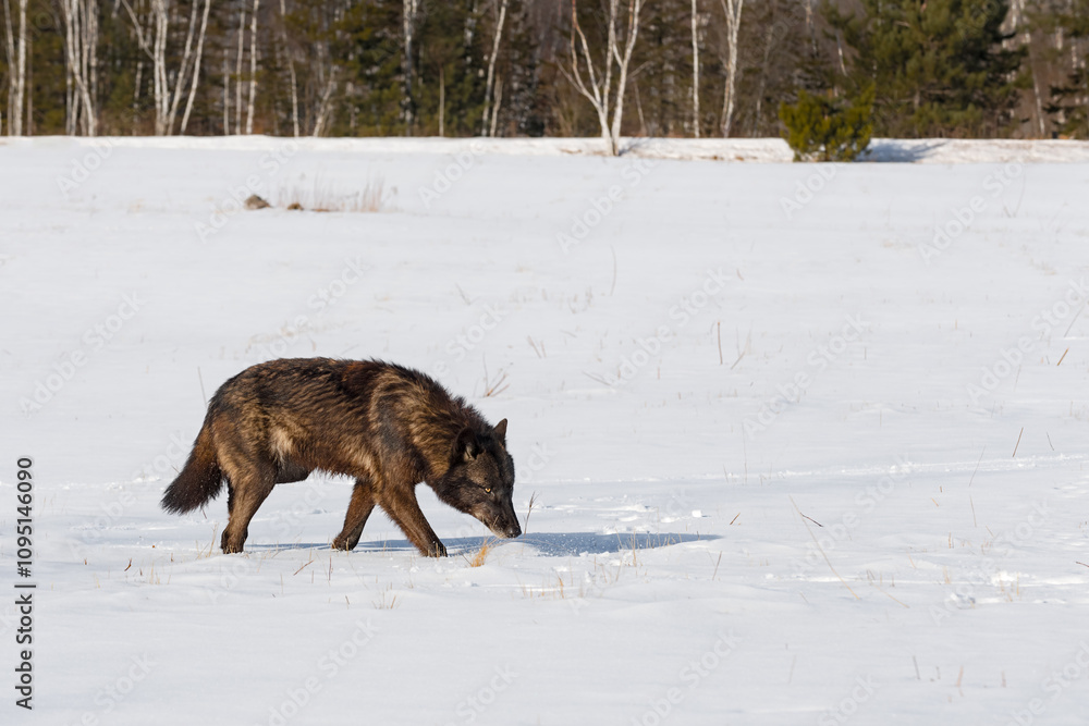Grey Wolf (Canis lupus) Walks Right Nose to Snow Winter