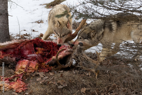 Obraz na płótnie Grey Wolves (Canis lupus) Tug On Disemboweled White-Tail Deer Kill Winter w salonie