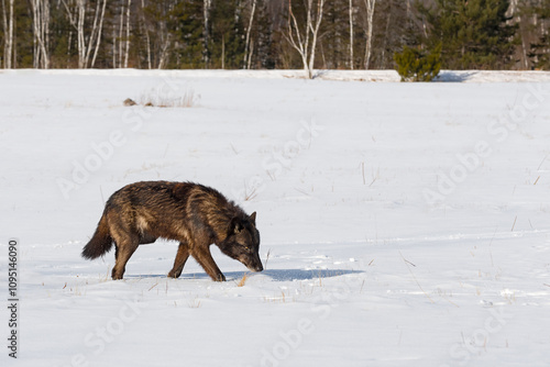 Grey Wolf (Canis lupus) Walks Right Nose to Snow Winter