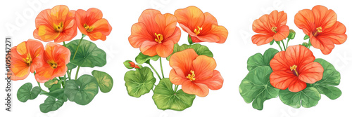 Wallpaper Mural Elegant orange flowers with vibrant petals and lush green leaves on a white isolate background. Torontodigital.ca