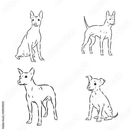 American naked Terrier an American hairless terrier dog American naked terrier vector sketch