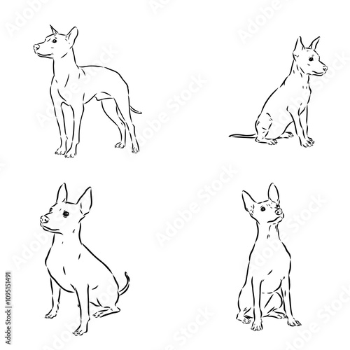 American naked Terrier an American hairless terrier dog American naked terrier vector sketch photo