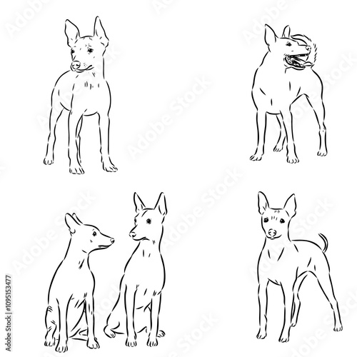 American naked Terrier an American hairless terrier dog American naked terrier vector sketch