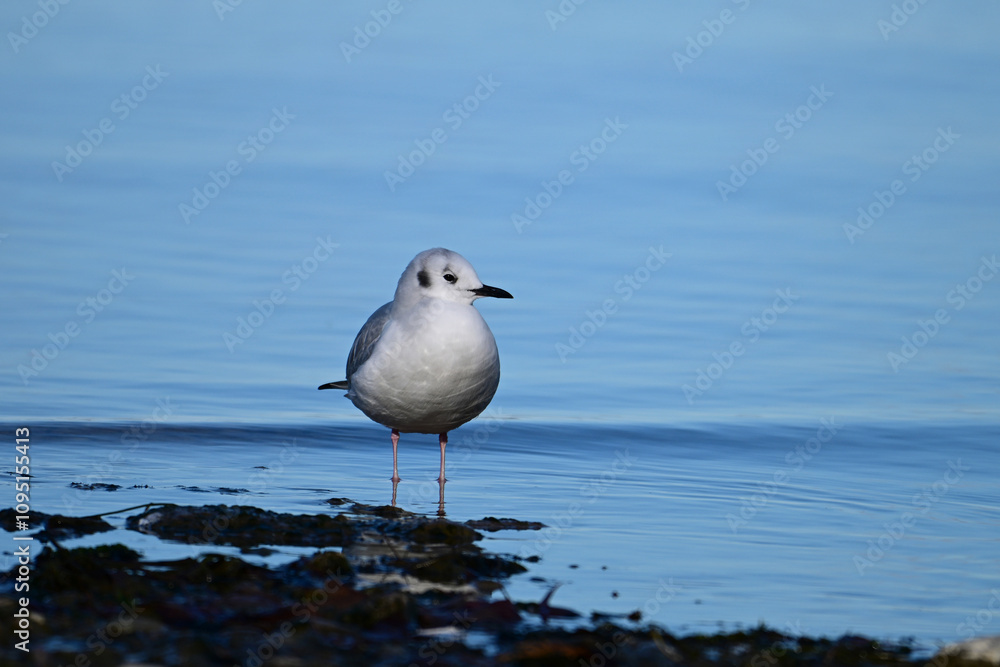 A cute little Bonaparte's Gull in its non-breeding plumage stands on the shore looking around A cute little Bonaparte's Gull in its non-breeding plumage stands on the shore looking around