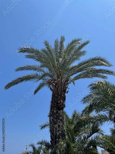 palm trees and the blue sky