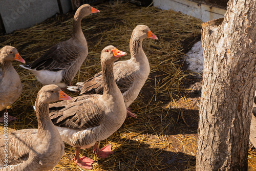 A flock of domestic grey geese walk around the yard on the straw in the rays of the sun