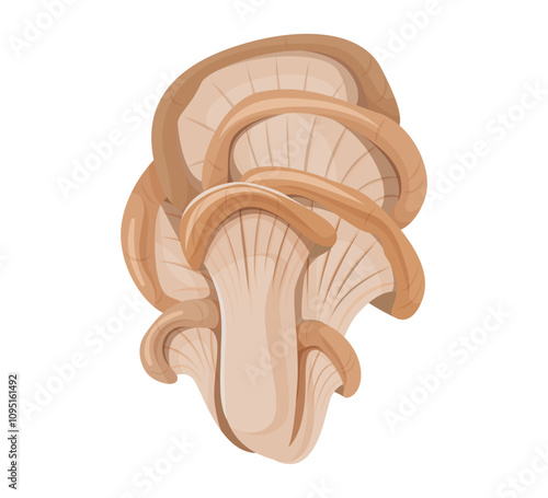 Illustration of Oyster Mushrooms Isolated