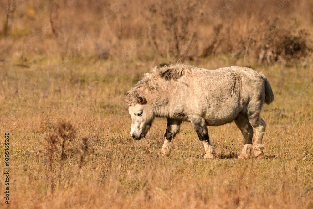 Fototapeta premium A cute fat little gray pony with a mane full of burdocks and a cut short tail in a autumn pasture