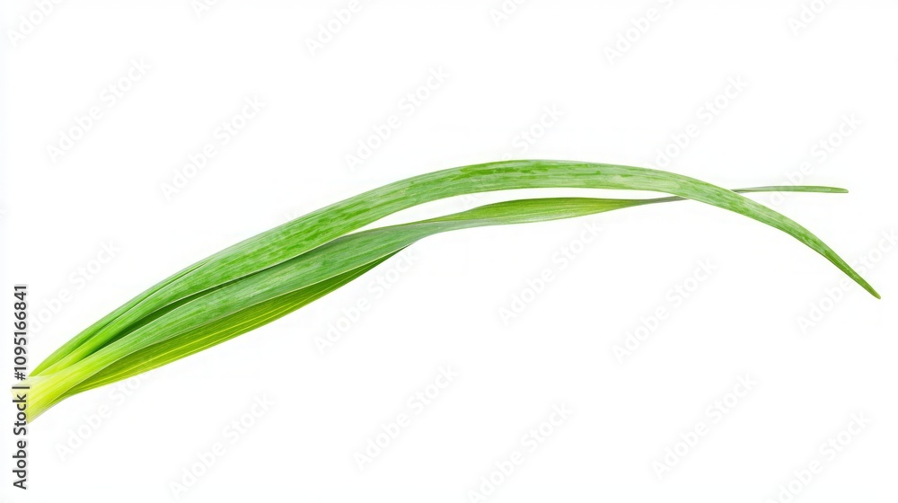 Fresh Green Onion Leaves - Closeup View Fresh Green Onion Leaves - Closeup View