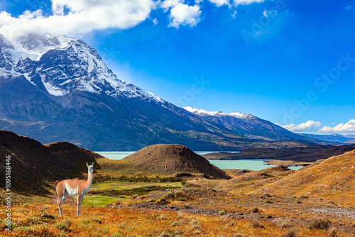 Valokuva Patagonia. Wild guanaco