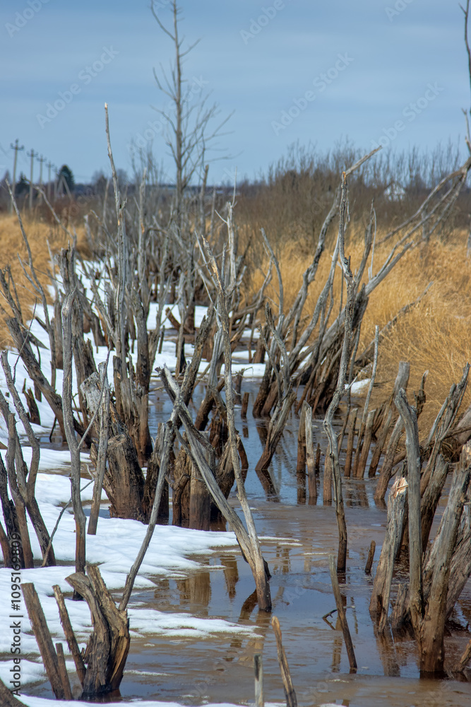 The old canals are cleared of snow and ice in the spring. The remains of dead woody vegetation exacerbates the unsightly picture The old canals are cleared of snow and ice in the spring. The remains of dead woody vegetation exacerbates the unsightly picture