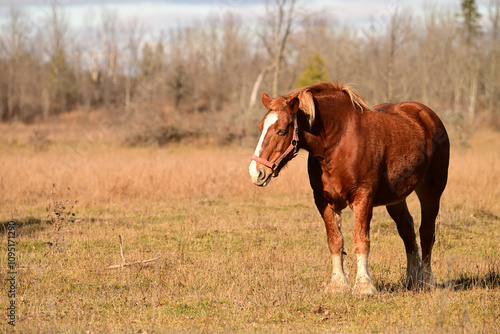 A draft horse standing alone in an autumn pasture resting in the afternoon sun photo