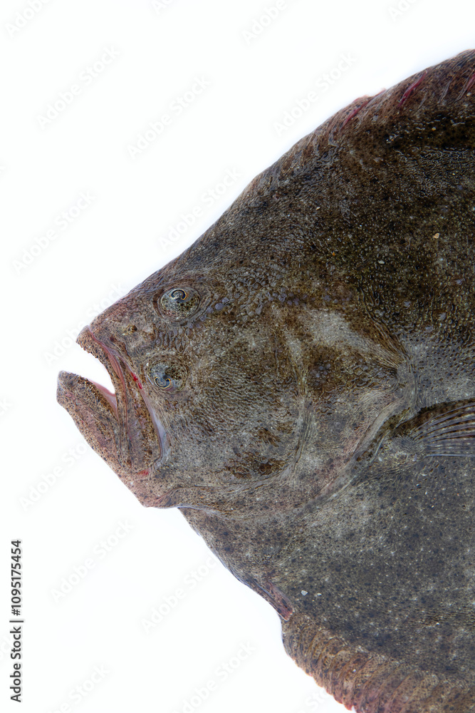 Obraz premium Black Sea turbot (Psetta maeotica) demersal fish. Azov smaller subspecies of flounder Scophthalmus maeoticus torosus adapted to fine-sanded bottom, disruptive coloration. Head isolated on white