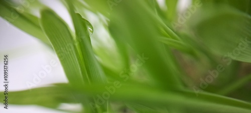 Wallpaper Mural Fresh grass Torontodigital.ca