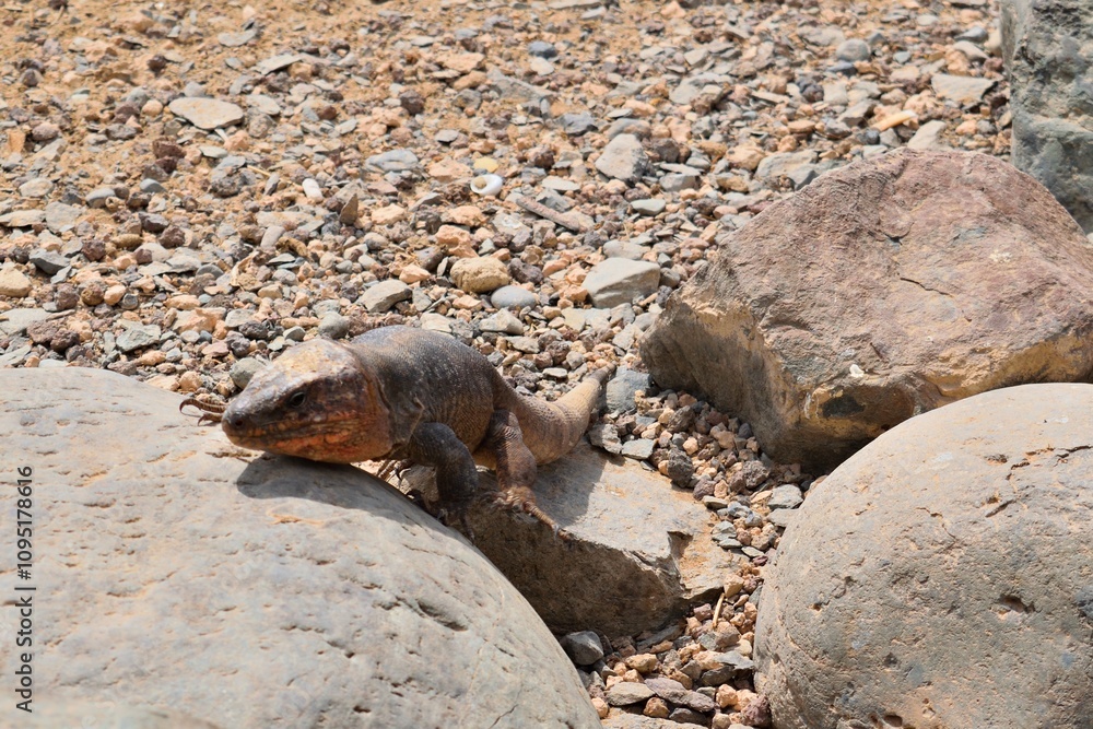 Fototapeta premium close up of Gallotia Stehlini also known as Canary Island Giant Lizard in Spain
