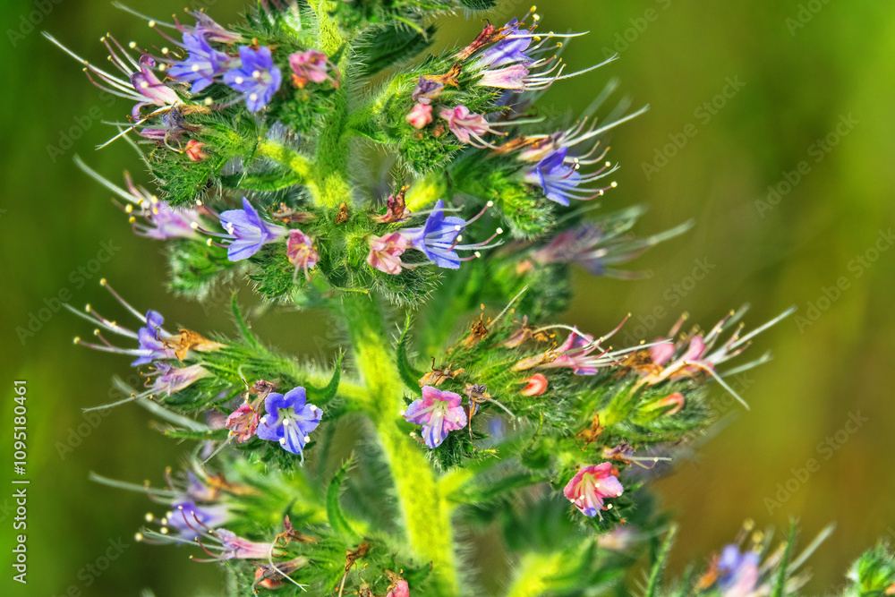 Bugloss, echium (Echium biebersteinii). Dry steppe with intensive grazing of cattle and sheep, but this plant is not eaten because it is highly poisonous. Kerch Peninsula, Crimea. Folk medicine plant Bugloss, echium (Echium biebersteinii). Dry steppe with intensive grazing of cattle and sheep, but this plant is not eaten because it is highly poisonous. Kerch Peninsula, Crimea. Folk medicine plant