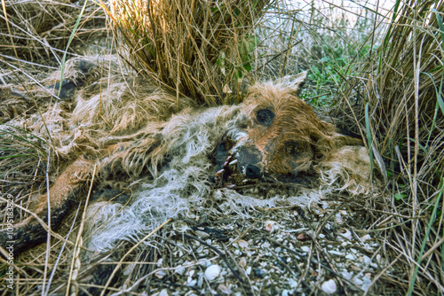 The imagery of death. Empty eye sockets, bared teeth, thin disheveled hair. The Dead Fox. An unpleasant picture photo