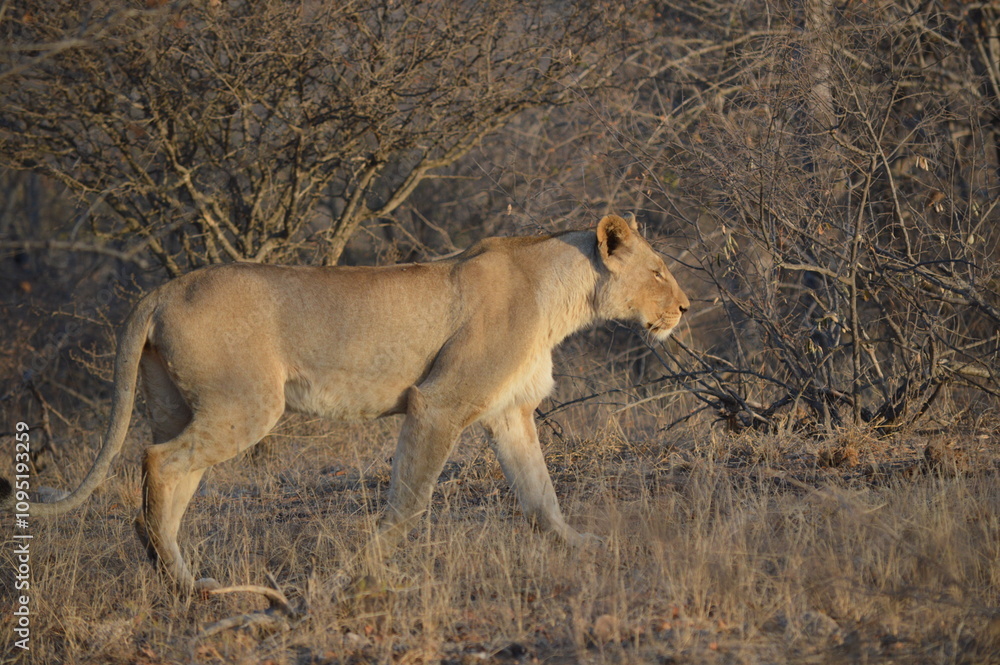 Naklejka premium lion