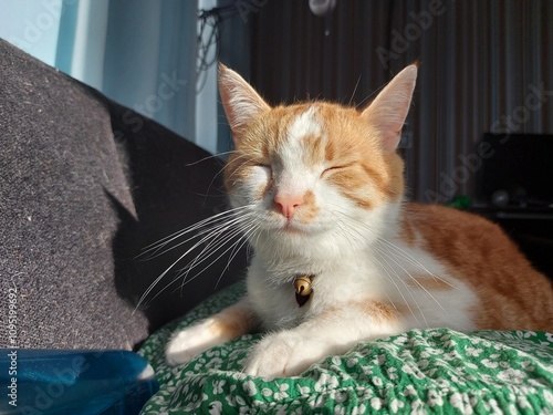 cat on a window sill