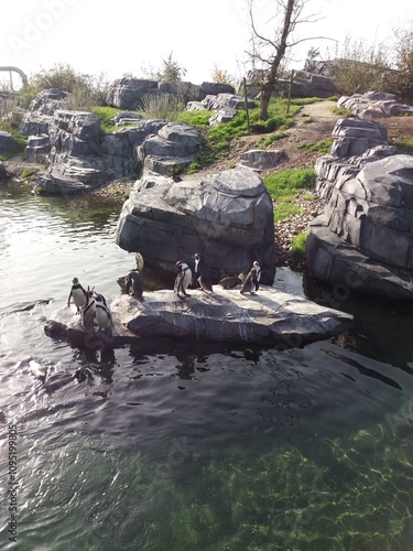 A group of penguins perched on rocks, enjoying the sun beside a small pond. The birds are standing upright, some facing the water and others basking in the sunlight.