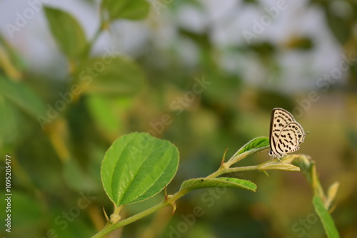 Tarucus, blue pierrots butterfly, they are commonly known as blue Pierrots or simply Pierrots