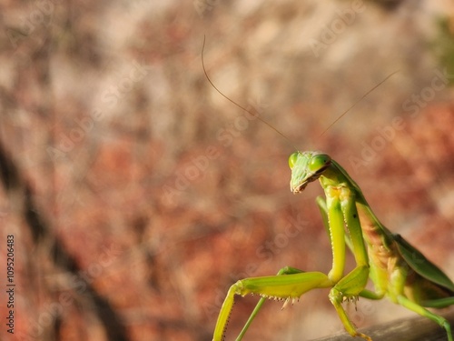 green mantis closeup on a wooden surface with a blurred background, Korea. Praying mantis looking to camera. Natural background concept. photo