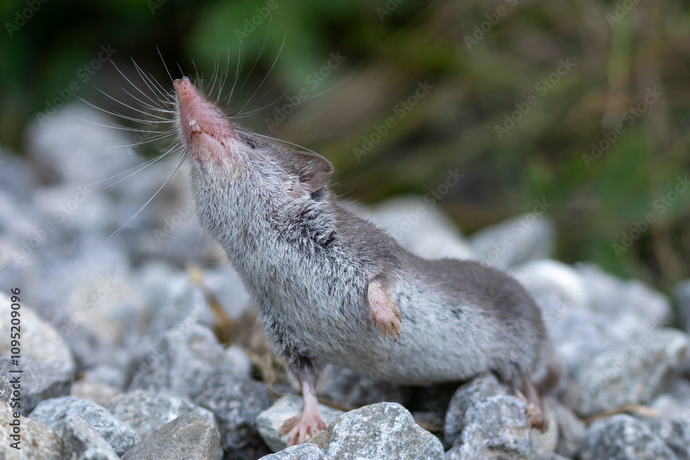 Eine Hausspitzmaus hält riechend ihre Nase nach oben Eine Hausspitzmaus hält riechend ihre Nase nach oben