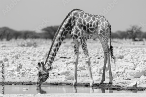 A giraffe gracefully bends to drink water from a puddle in a monochrome landscape. photo