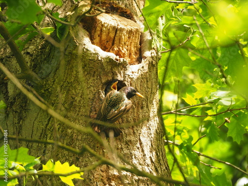 European starling (Sturnus vulgaris). adult bird feeding a chick in a hollow. Common starling waiting for food in a hollow