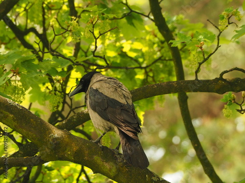 The hooded crow (Corvus cornix) Crow in a tree among the leaves