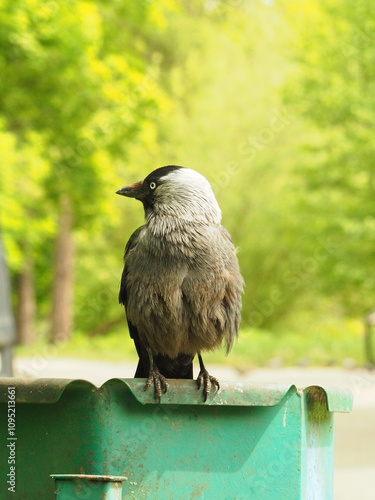 The western jackdaw (Coloeus monedula). Eurasian jackdaw in the park.Black bird against a background of trees