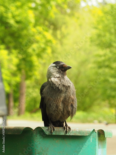 The western jackdaw (Coloeus monedula). Eurasian jackdaw in the park.Black bird against a background of trees