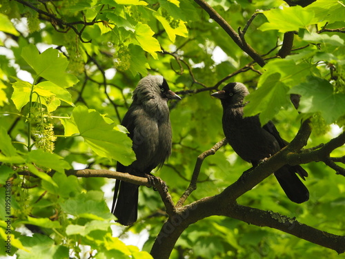 The western jackdaw (Coloeus monedula).Two Eurasian jackdaws iin a tree among the leaves. Black birds against a background of leaves